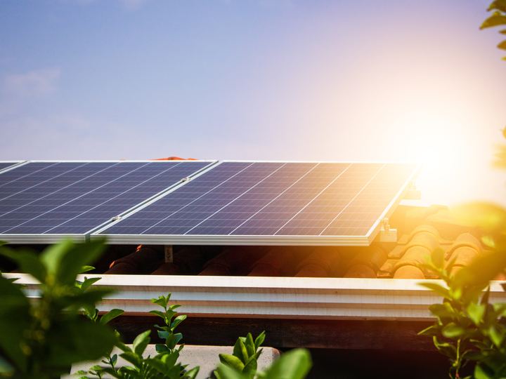 Solar panels catching a low sun, with garden foliage in the foreground.